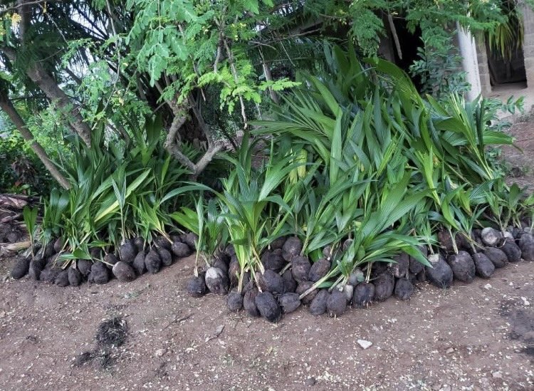 Vignette 6 : Cocotiers nains de 3ans