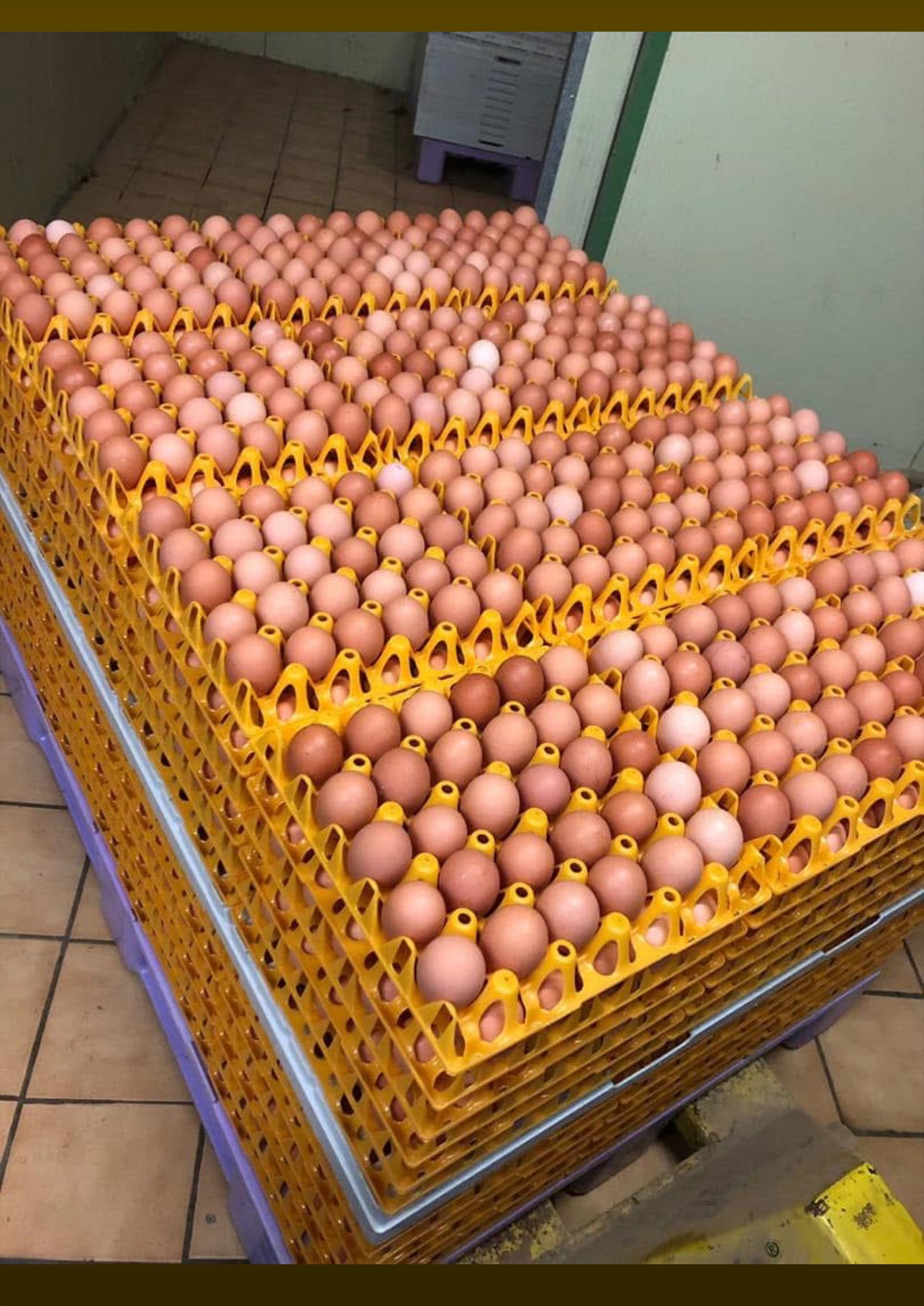 Vignette 3 : PLATEAU  D’ŒUFS