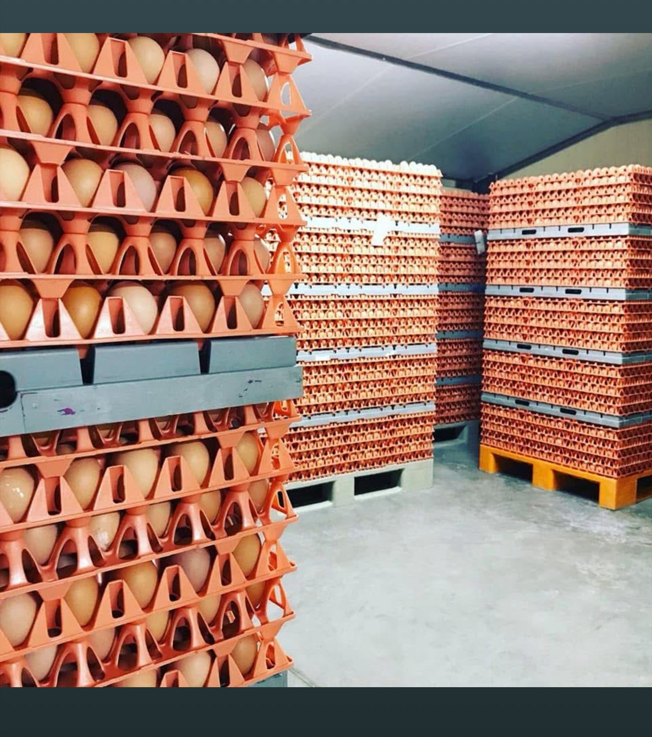 Vignette 6 : PLATEAU  D’ŒUFS