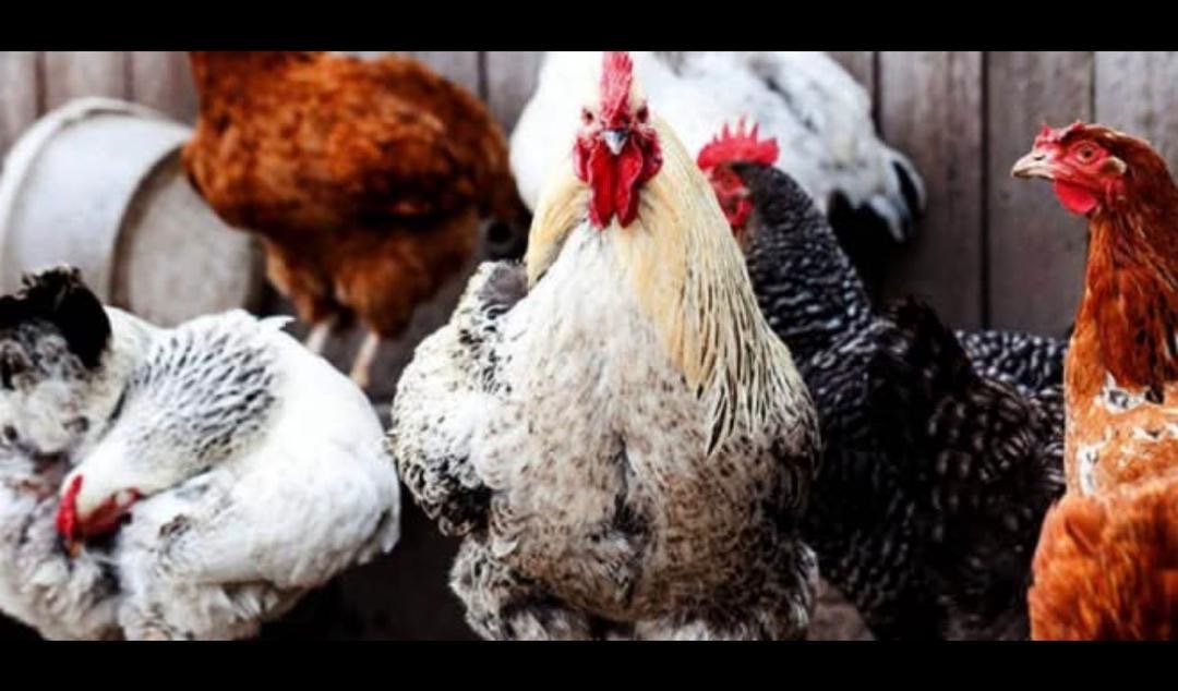 Vignette 2 : POULET GOLIATH VIVANT