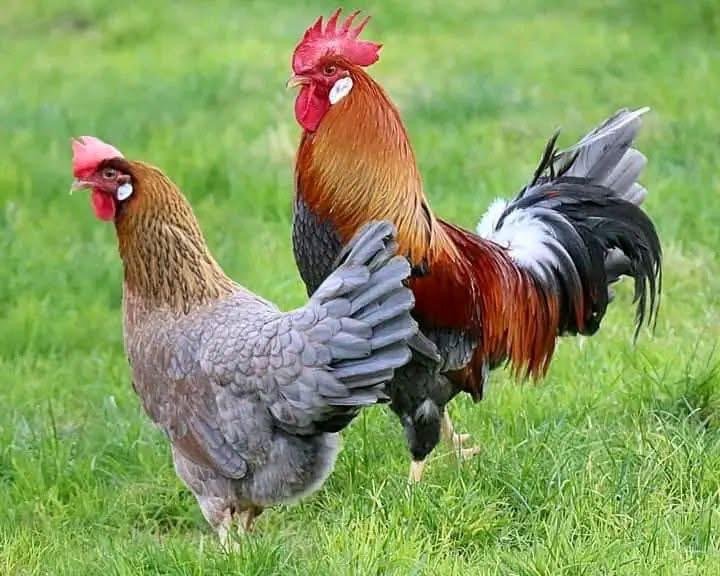 Vignette 3 : POULET GOLIATH VIVANT