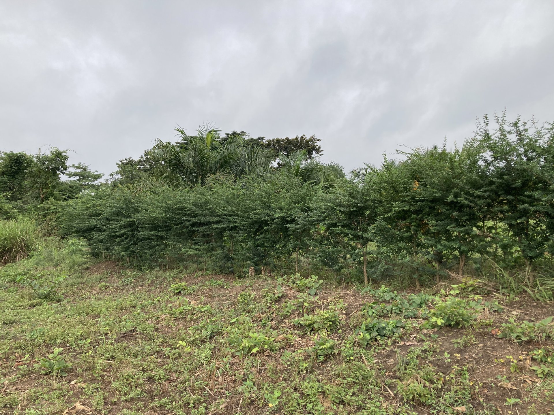 Vignette 3 : Le Campêché