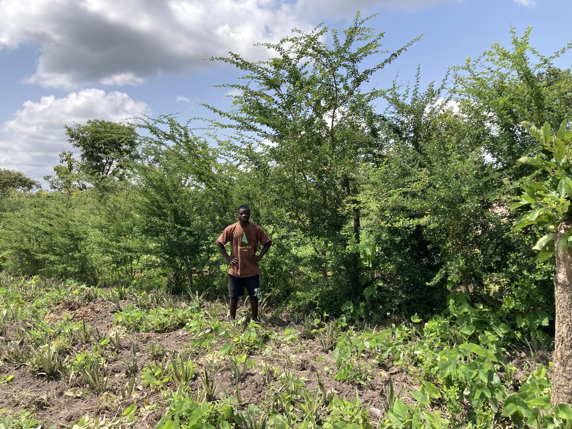 Vignette 4 : Le Campêché