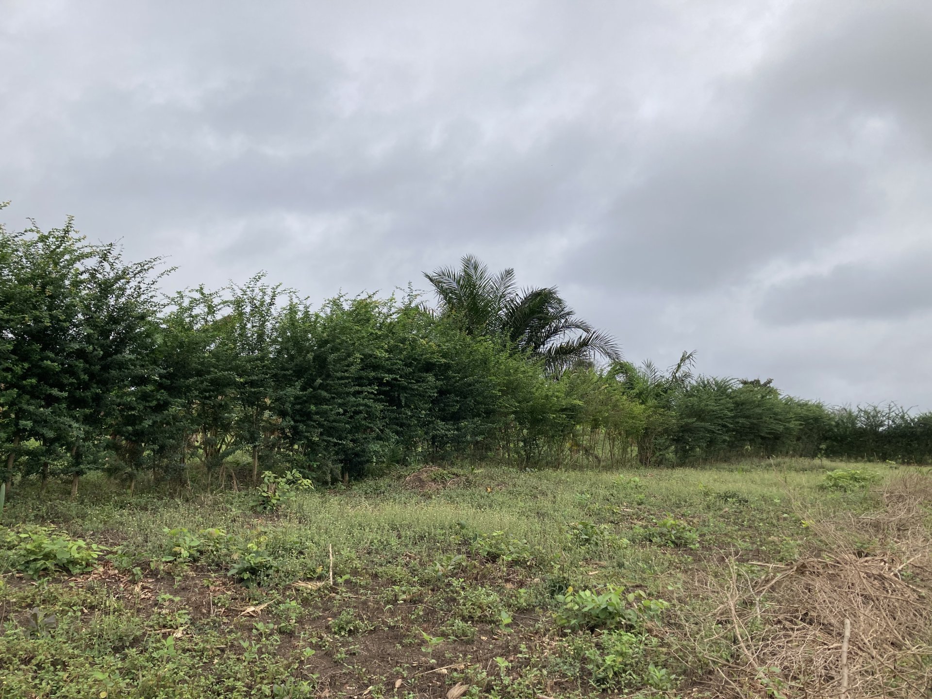 Vignette 6 : Le Campêché