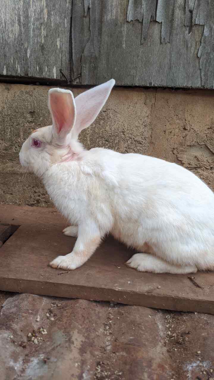 Vignette 2 : Lapins avec tâches brunes à vendre à Légbassito