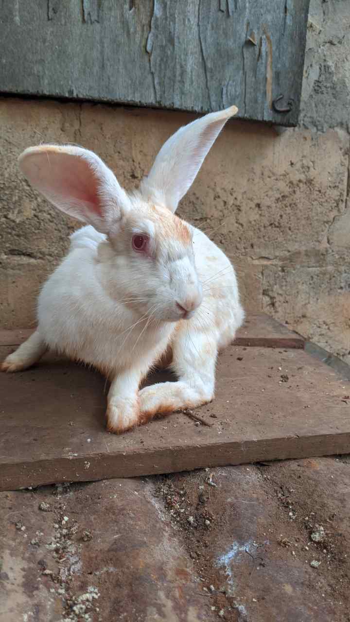Vignette 5 : Lapins avec tâches brunes à vendre à Légbassito