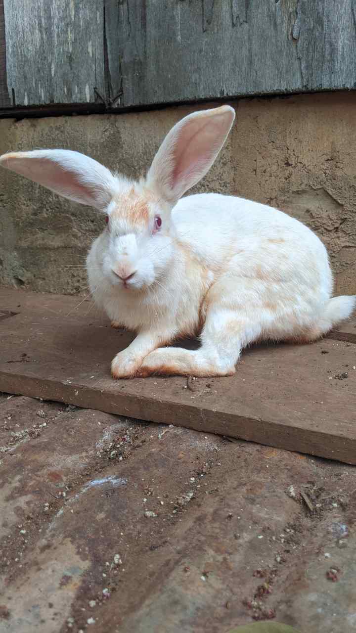 Vignette 4 : Lapins avec tâches brunes à vendre à Légbassito