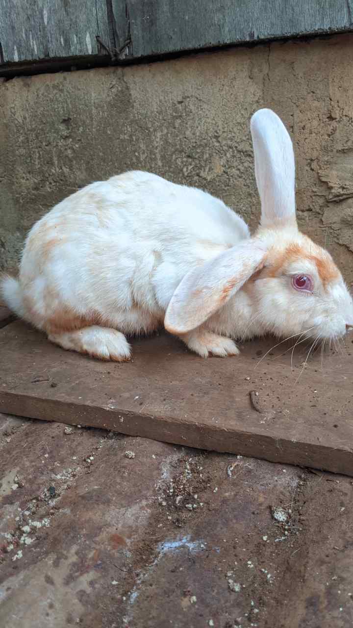 Vignette 6 : Lapins avec tâches brunes à vendre à Légbassito