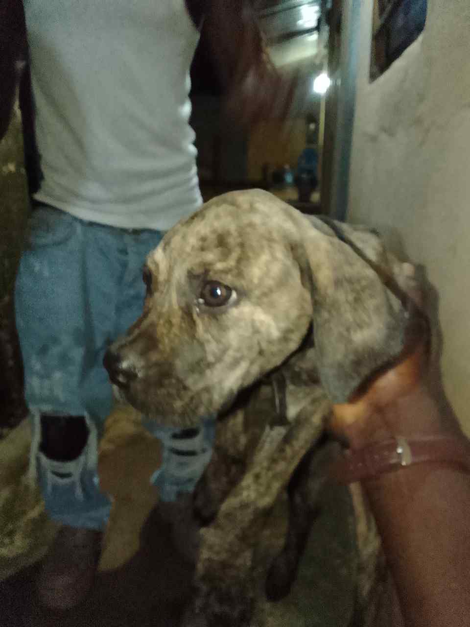 Vignette 4 : chiot boerbull de race pure femelle
