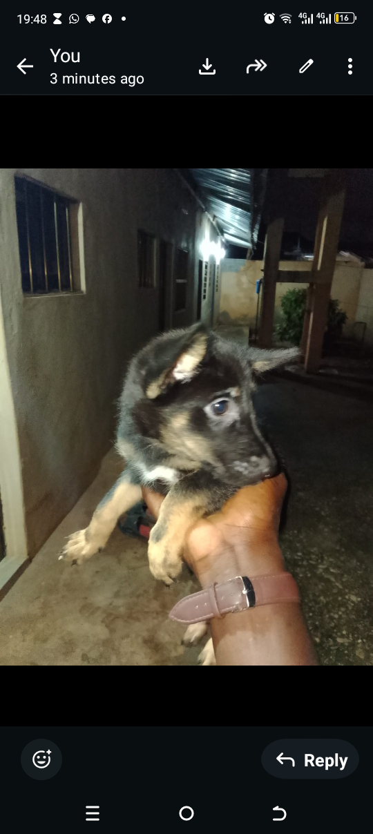 Vignette 3 : Chiot berger allemand métissé femelle